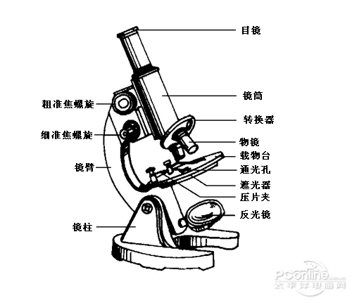 显微镜的使用方法